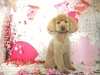 3a6a4bc647d46dea65d335e4cb58270f