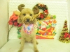 dscn4268_1