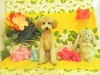 dscn6605