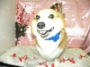 コーギー