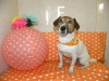 19d1d15ed9e1af3f7680be096fd8e4b9