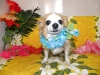 9bbe82337c4c28e4997ea272c62caa9a