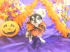 dscn4238