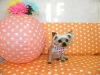 59d283f4da4a56cf3d4bd34e3eb506e3