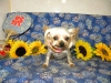 97f555843528be9b679cf9adac53a8d6