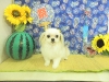 dscn4250