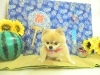 dscn4383